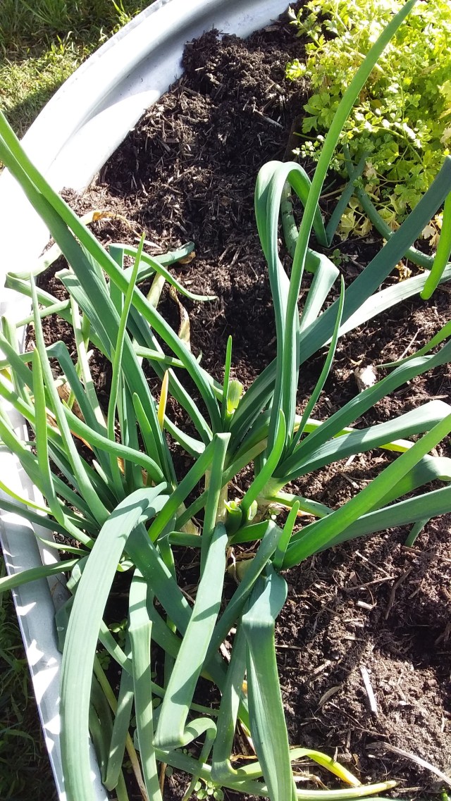 Garlic and other vegetables in Sorell | Tasmanian Discoveries